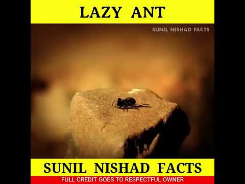 चींटी की नींद 🐜 #shorts #short #youtubeshorts #viral #shortvideo @MRINDIANHACKER @CrazyXYZ