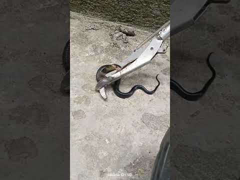 Baby black cobra 🐍 rescuell in Guwahati skipper limited #viral #snakecobra #guwahati #viralvideo