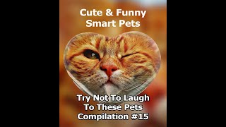 Cute & Funny Pets  😍  Try Not To Laugh To These Pets Compilation #15💗 Cutest Lands