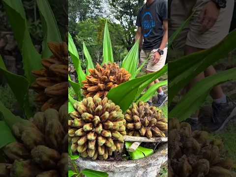 இப்படி ஒரு பழமா 🔥 | PHYTOCRENE | Rare Fruits | Tamil Facts | Shorts