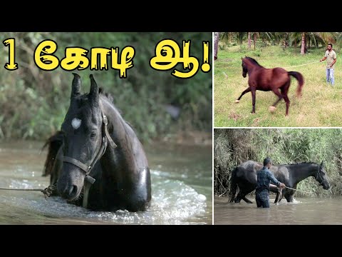 இத செஞ்சாதான் குதிரை நீங்க சொல்லறதை கேட்குமாம் | Horse Training #horseriding #horsetraining