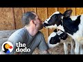 Reuniting the Twin Calves with Their Mother
