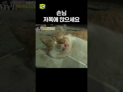 귀엽게 자기 대회 1등 고양이 #TV동물농장 #우와한비디오 #우와비 #shorts