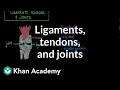 Exploring Ligaments, Tendons, and Joints in the Muscular-Skeletal System