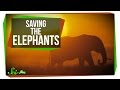 Understanding Ivory Poaching and Farsightedness in Primates