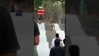 BBC Nepali Sewa - Animal video : गुजरातको मन्दिरबाट सिंहले चोर्‍यो दर्शनार्थीको झोला