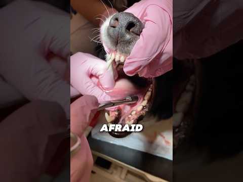 There Was Something REALLY Weird!😱 #english #viral #trending #shorts #youtubeshorts #foryou