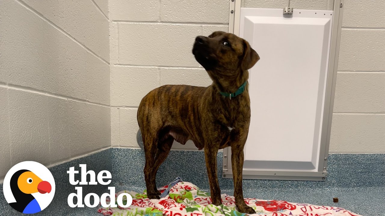 Rescue Pups' Personalities Transform Entirely Once They're Home - The Dodo