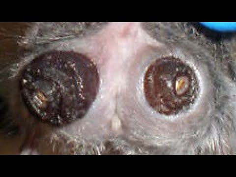 Removing A Huge Botfly Larvae From Dog #611