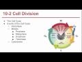 Cell Cycle Regulation and Mitosis Concepts