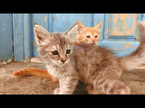 Yum Yum Sounds of a Cute Kitten - Too Cute & Small 🐈🥰