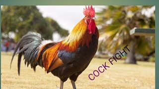 Cock Fight 2021 #  Hen  fight# desi ganja ladhei#Animals Lover Muna#