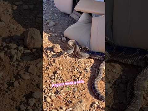Gently used Sofa ~ For Free (don’t mind the Rattlesnake)