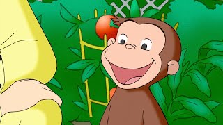 George Planta Uma Horta de Vegetais! 🐵 George, o Curioso 🐵 Desenhos Animados