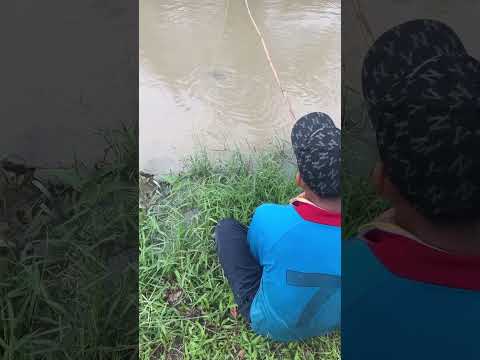 Amazing Fishing For Giant Fish 🎣