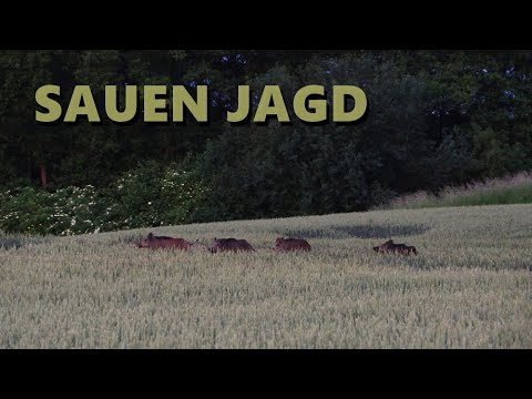 Weizenpirsch auf Sauen in Mecklenburg-Vorpommern - Jagdkrone