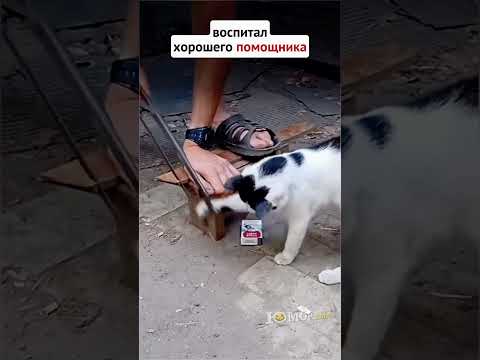Хороший помощник 😺