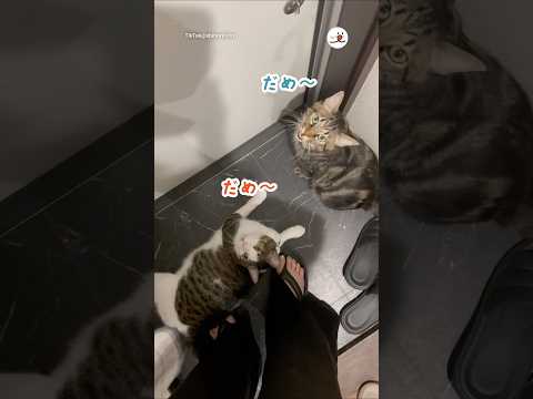猫の癒しの鳴き声と仕草を楽しむ動画コレクション サムネイル