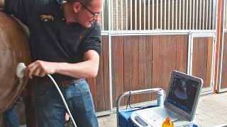 Pregnancy diagnoses | Pregnancy diagnoses in horses | Pregnancy in equine through Ultrasound |equine