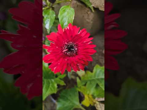 Most beautiful jarvera flower #flowergarden #ytshorts #gardening