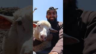 This Is How Halal Qurbani Is Actually Done (Lamb)