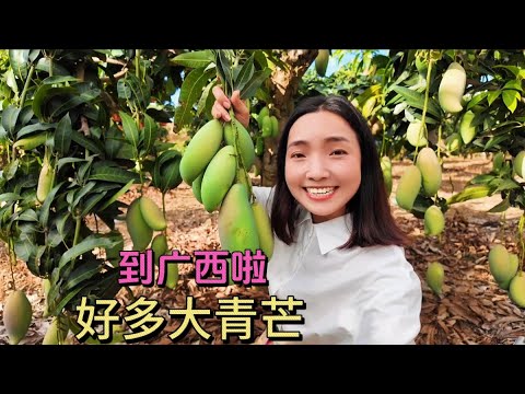 2174集：广西芒果丰收季，小微来到芒果园，给大家现摘现发新鲜的大青芒。 #大青芒 #新鲜采摘 #水果自由 终于可以实现芒果自由了，