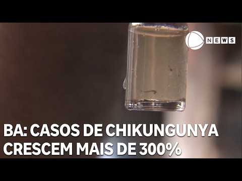 Casos de chikungunya crescem mais de 300% na Bahia