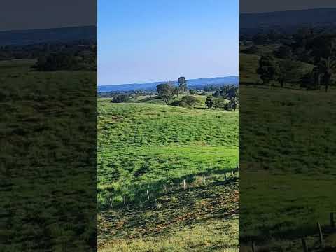 olha meus amigos,a ovelha conhece a voz do seu pastor 🐂🐎#agro #gado #roça #pecuaria #novilhas