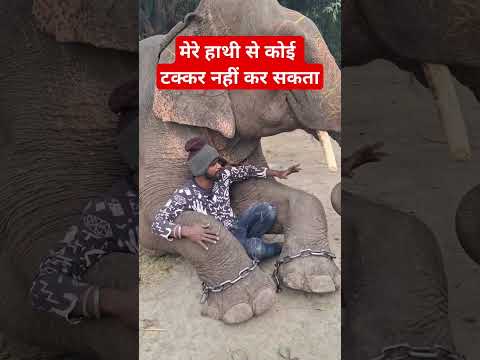 Elephant videos  #shortsvideo #trendingshorts #elephants