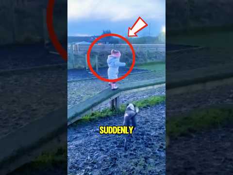 Dog Accidentally Knocks Down Little Girl 🐶 😂