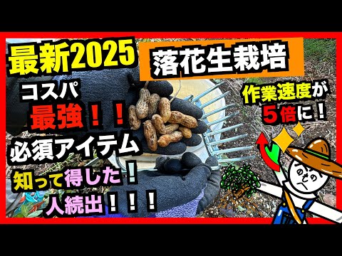 【落花生】収穫機で作業速度５倍早くなりました！コスパ最強のラッカセイ収穫機おすすめポイント！【アニメでわかる家庭菜園解説】