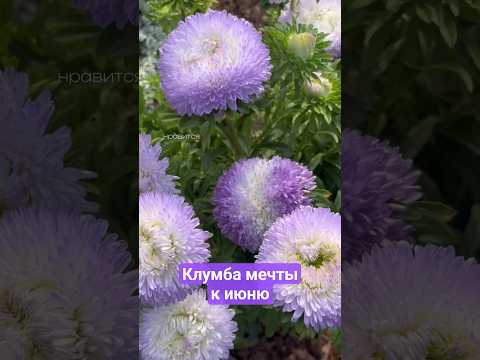 Как создать сиренево белый сад из однолетников