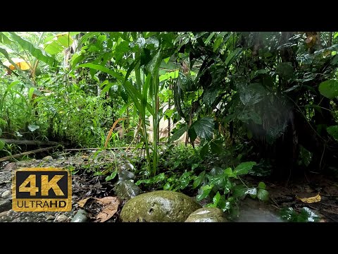 Rain Sounds ASMR 4K – Peaceful Night Near Our Tent in the Amazon Rainforest