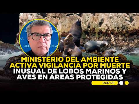 ¿Por qué están muriendo lobos marinos y aves en las playas del Perú? Experto lo explica #RotativaRPP