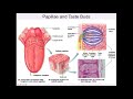 Taste and Smell Perception Concepts