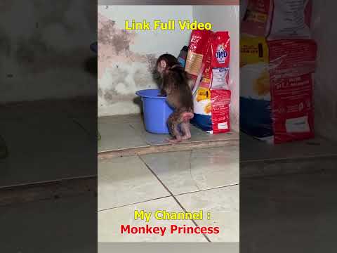 NANA the monkey knows how to take off her clothes and clean her diaper #monkey #monkeybaby #shorts