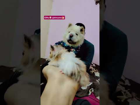 #kittu #chowchow #johncena #hamster #viral #pets #cute 🧿❤️🫶🥰🤩