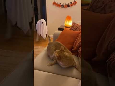 A Halloween prank! Did the ghost dog scare the cat! #Cat #Dog #Funny #Video #viral #Animals