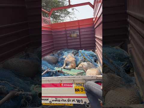 We Need Your Support | To save Street Dogs 🥺 #shorts #ngo #helpinghands #helping #shortsfeed