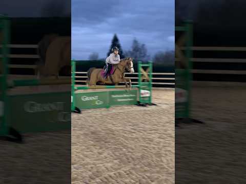 Working on shortening Oceans Stride adapting her #horse #equestrian #pony #horsegirl #horseriding