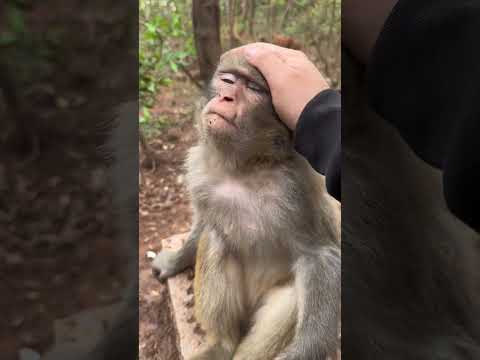 Almost fell asleep haha ​​monkey
