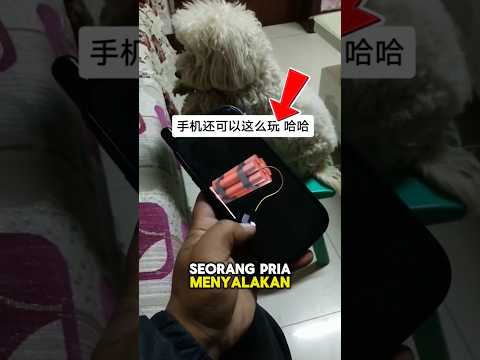 Jangan Lakukan Ke Peliharaanmu ๐ฑ