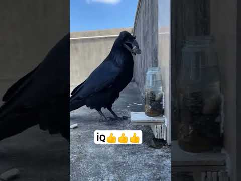 Ağıllı qarğa #funny#trendingshorts #shorts#trendingshorts#shortsvideo #video#viralvideo#shortsfeed