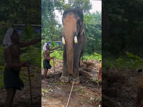 കൊമ്പ് ഒരുക്കി ചുള്ളനായി വേണാട്ടുമുറ്റം ശ്രീകുമാർ💎🔥❤️