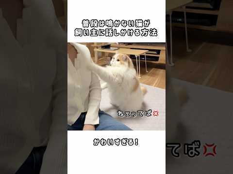 普段は鳴かない猫が人間みたいに話しかけてくる
