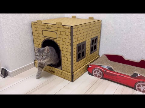 猫の動画サムネイル - 猫たちに秘密基地を作ってあげた結果...
