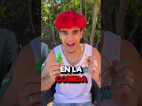 Mi CASA se ha LLENADO de MOSCAS!