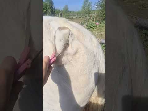 The Fascinating Process of Horse Shedding #shorts