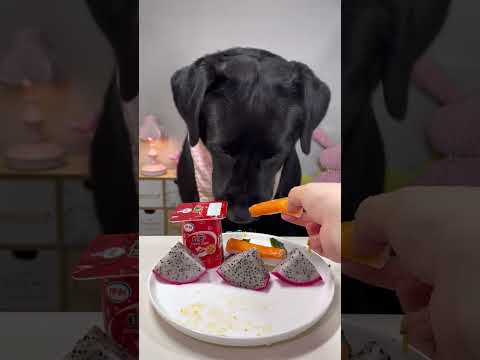 Puppy: Mommy, weather is going to be very hot today, i need cool food to eat please Cute pet debut