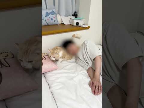 猫の飼い主が一度はやること🤣 #猫 #猫動画 #ねこ #ねこ動画 #猫好きさんと繋がりたい #子猫 #cat #猫あるある #猫との暮らし #猫ミーム